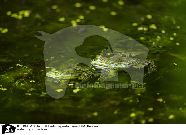 Teichfrosch im See / water frog in the lake / DMS-10614