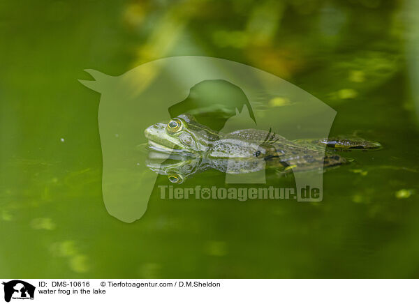 Teichfrosch im See / water frog in the lake / DMS-10616