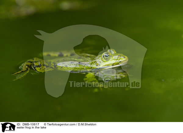 Teichfrosch im See / water frog in the lake / DMS-10617