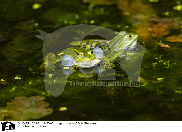 Teichfrosch im See / water frog in the lake / DMS-10619