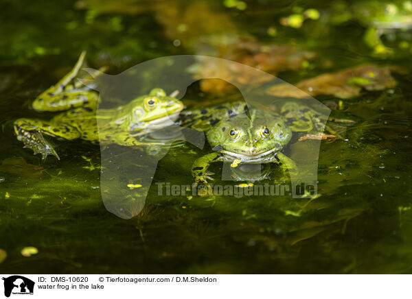 Teichfrosch im See / water frog in the lake / DMS-10620