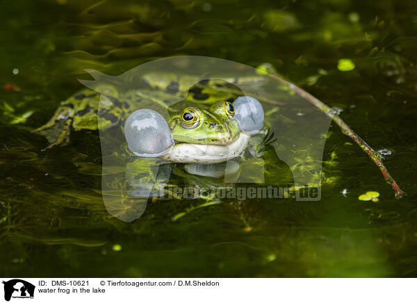 Teichfrosch im See / water frog in the lake / DMS-10621