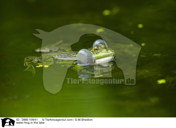 Teichfrosch im See / water frog in the lake / DMS-10641