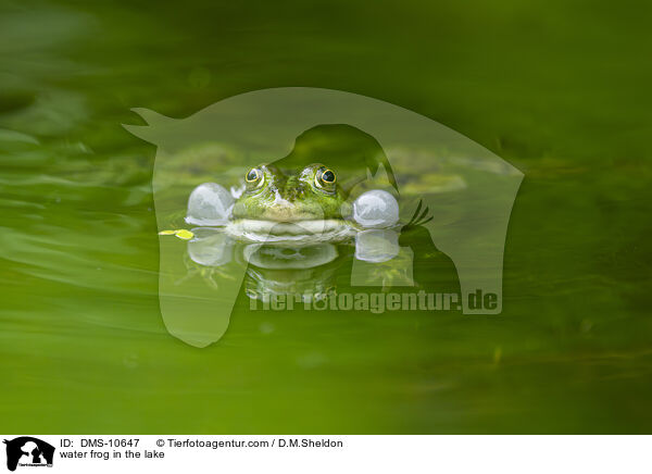 Teichfrosch im See / water frog in the lake / DMS-10647