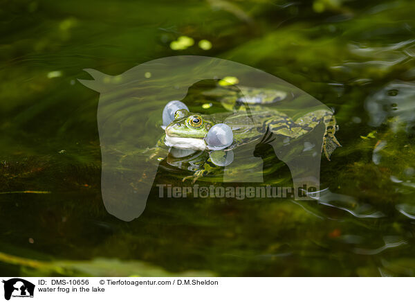 Teichfrosch im See / water frog in the lake / DMS-10656