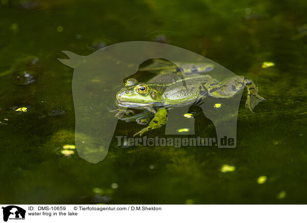 Teichfrosch im See / water frog in the lake / DMS-10659