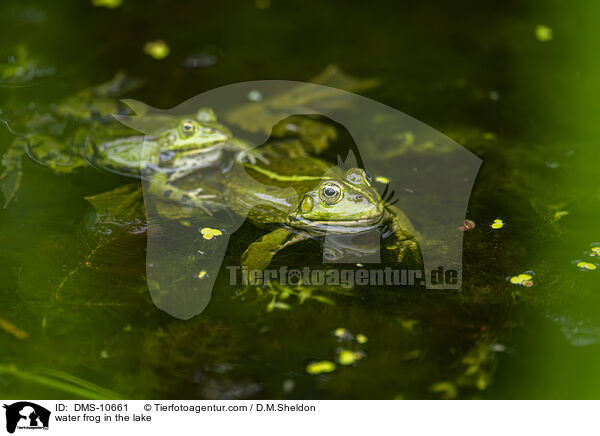 Teichfrosch im See / water frog in the lake / DMS-10661