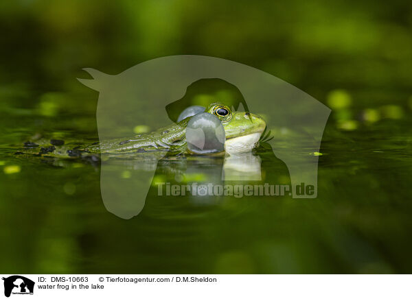 Teichfrosch im See / water frog in the lake / DMS-10663