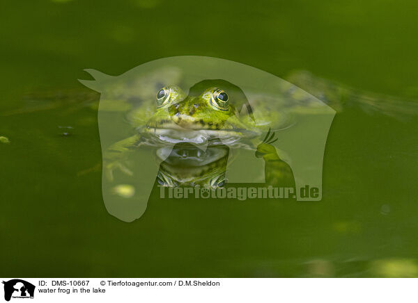 Teichfrosch im See / water frog in the lake / DMS-10667