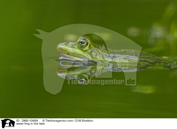 Teichfrosch im See / water frog in the lake / DMS-10668