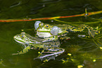 water frog in the lake