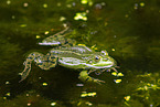 water frog in the lake