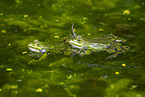 water frog in the lake