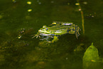 water frog in the lake