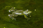 water frog in the lake