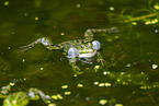 water frog in the lake