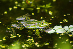 water frog in the lake