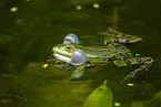 water frog in the lake