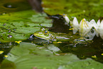 water frog in the lake