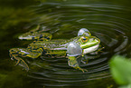 water frog in the lake