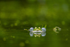 water frog in the lake