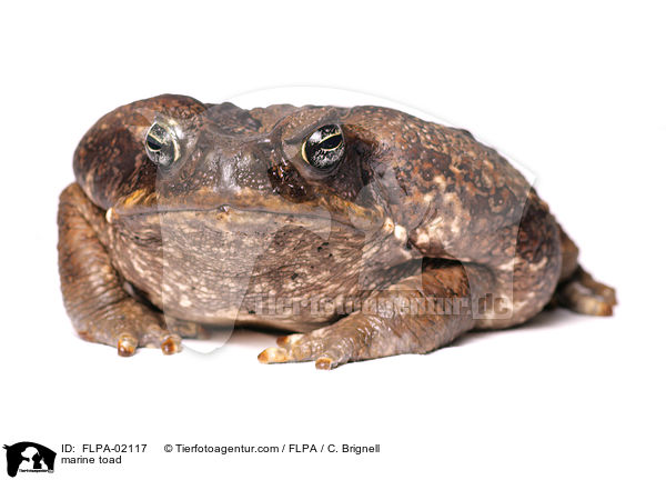 Aga-Krte / marine toad / FLPA-02117
