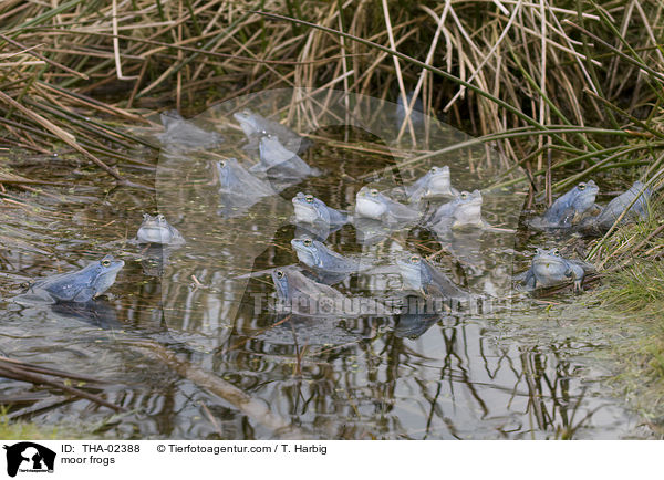 Moorfrsche / moor frogs / THA-02388