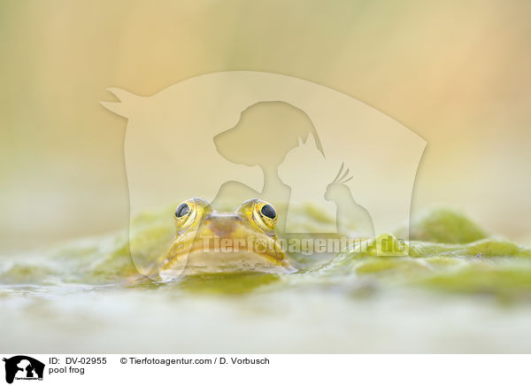 Kleiner Wasserfrosch / pool frog / DV-02955