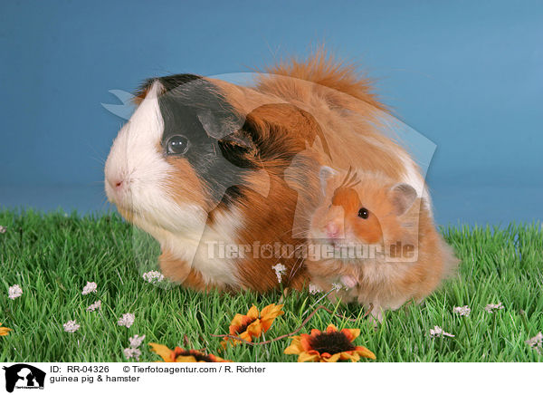 Rosettenmeerschwein & Hamster / guinea pig & hamster / RR-04326
