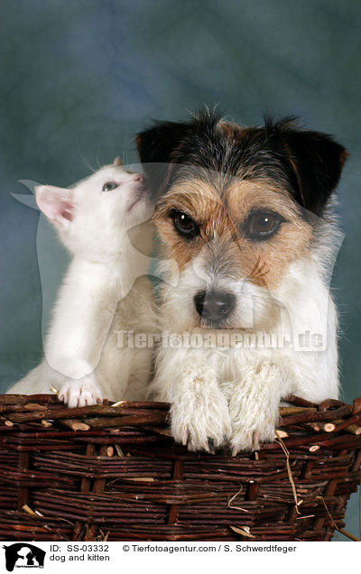 Hund und Ktzchen / dog and kitten / SS-03332