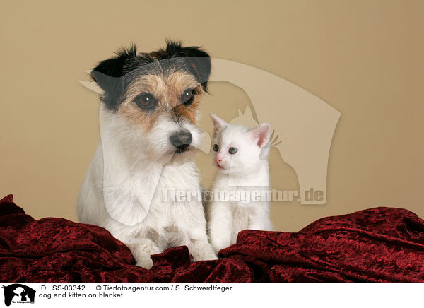 Hund und Ktzchen auf Decke / dog and kitten on blanket / SS-03342