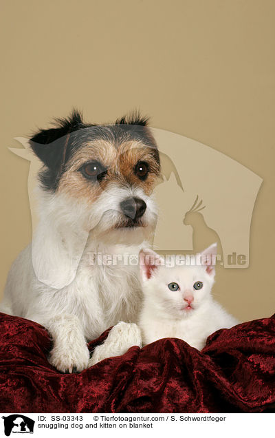 Hund und Ktzchen kuscheln auf Decke / snuggling dog and kitten on blanket / SS-03343