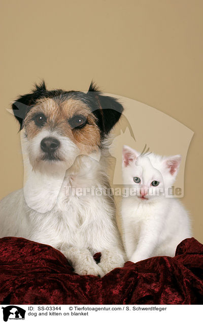 Hund und Ktzchen auf Decke / dog and kitten on blanket / SS-03344