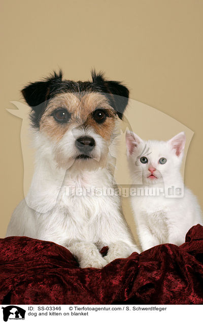Hund und Ktzchen auf Decke / dog and kitten on blanket / SS-03346