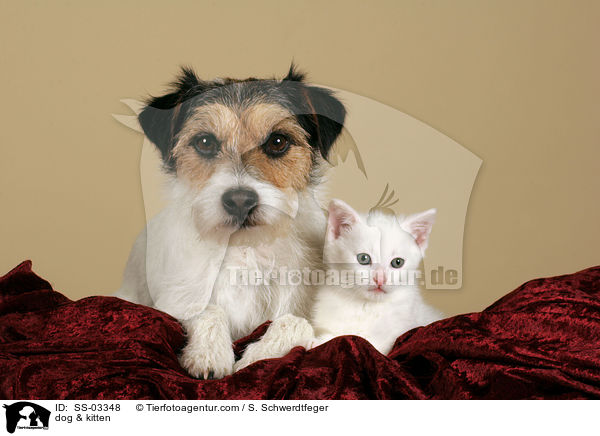 Hund & Ktzchen / dog & kitten / SS-03348