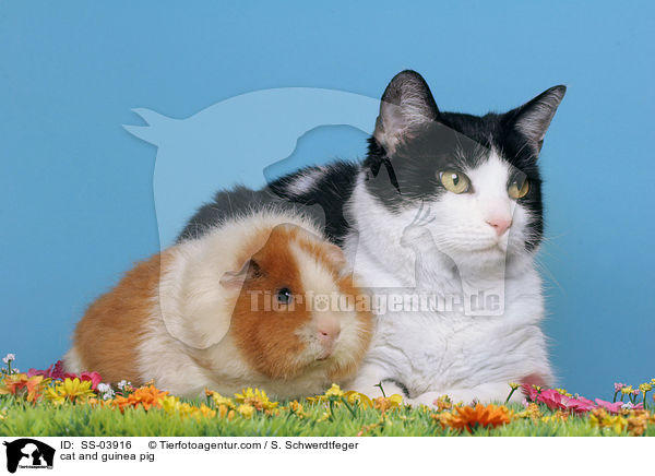 Katze und Meerschweinchen / cat and guinea pig / SS-03916