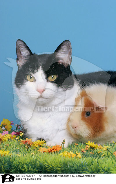 Katze und Meerschweinchen / cat and guinea pig / SS-03917