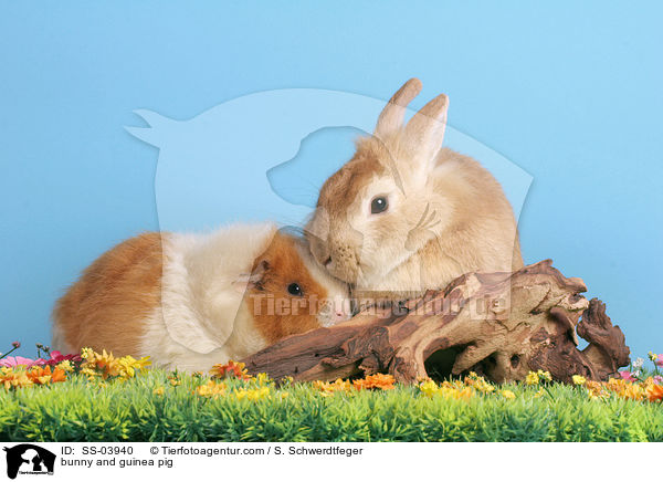 Kaninchen und Meerschwein / bunny and guinea pig / SS-03940
