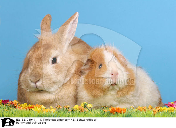 Kaninchen und Meerschwein / bunny and guinea pig / SS-03941