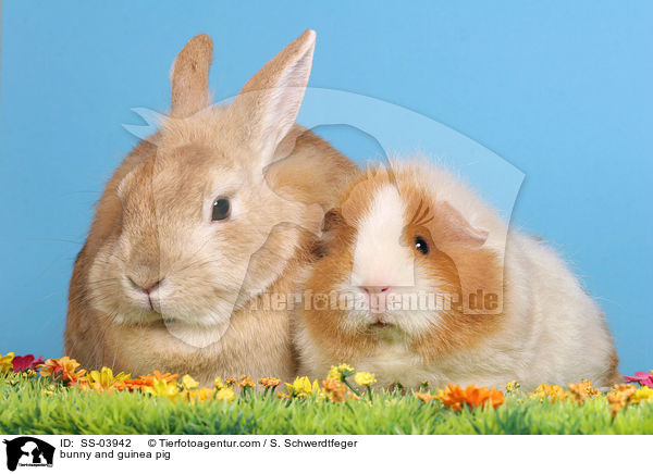 Kaninchen und Meerschwein / bunny and guinea pig / SS-03942