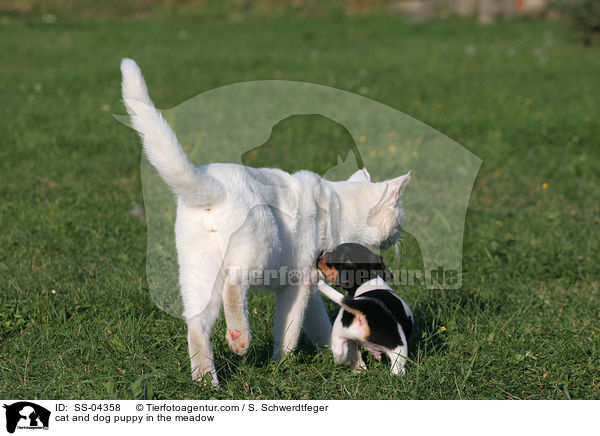 Hund und Katze auf Wiese / cat and dog puppy in the meadow / SS-04358