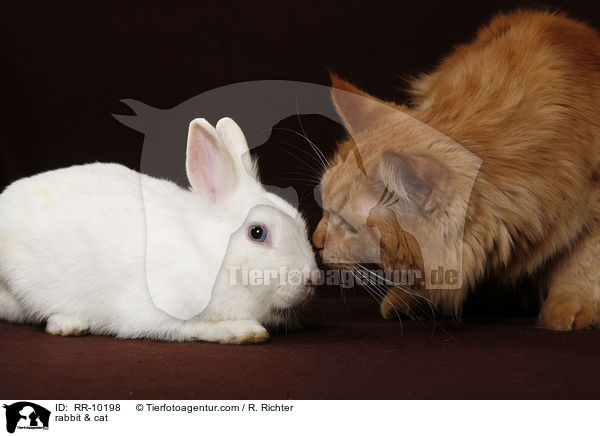 Kaninchen & Katze / rabbit & cat / RR-10198