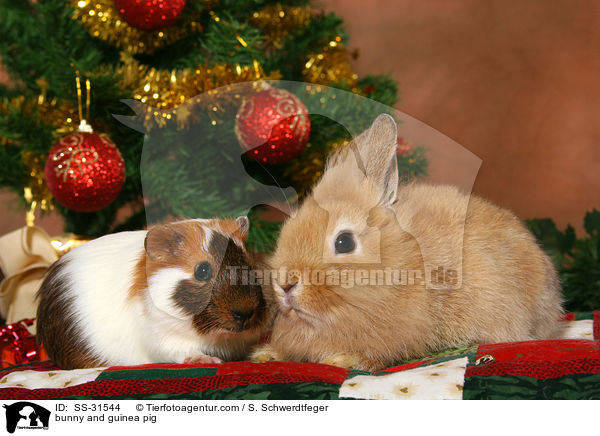 Kaninchen und Meerschwein / bunny and guinea pig / SS-31544
