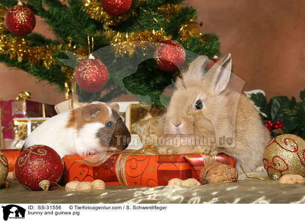Kaninchen und Meerschwein / bunny and guinea pig / SS-31556
