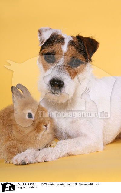 dog and rabbit / SS-33354