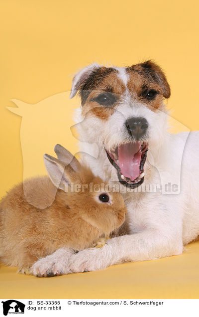 Hund und Kaninchen / dog and rabbit / SS-33355