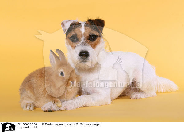 dog and rabbit / SS-33356