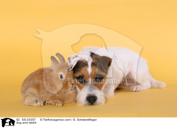 dog and rabbit / SS-33357