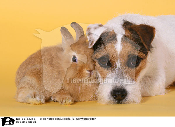 dog and rabbit / SS-33358