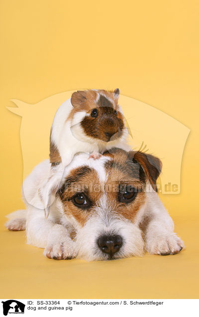 Hund und Meerschwein / dog and guinea pig / SS-33364